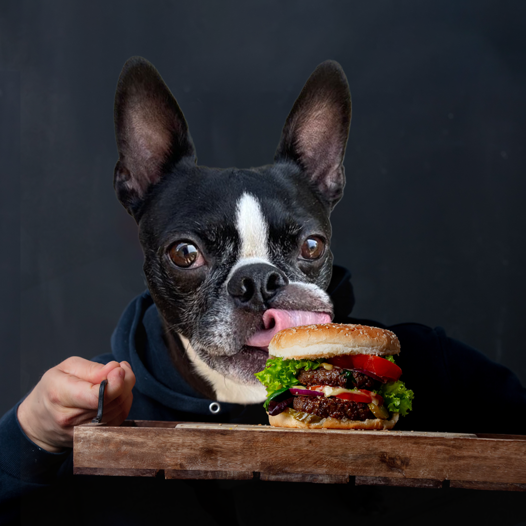 Otis Otis The Boston Terrier | FXV Digital Design