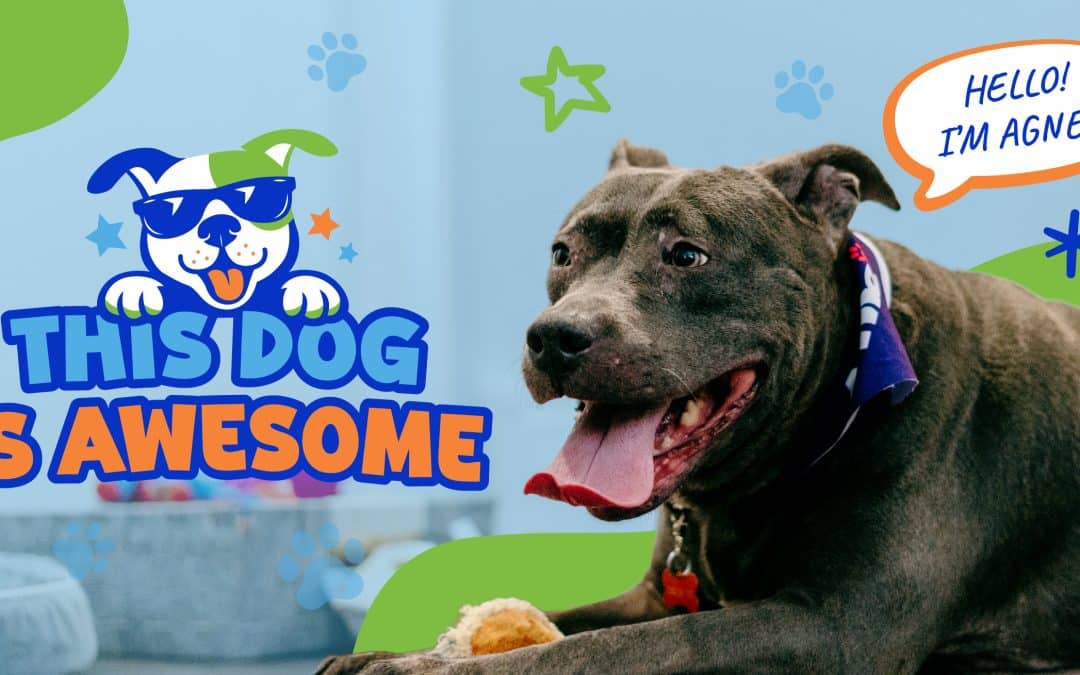 This Dog is AWESOME: Agnes