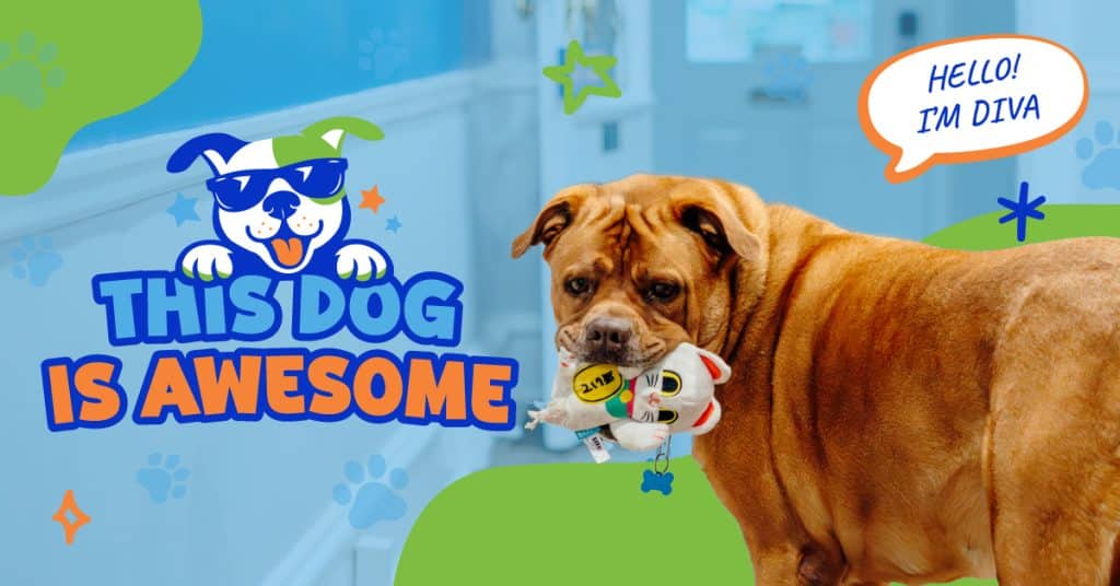 This Dog is Awesome: Diva